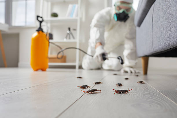 Affordable Termite Control solutions in Westover, WV